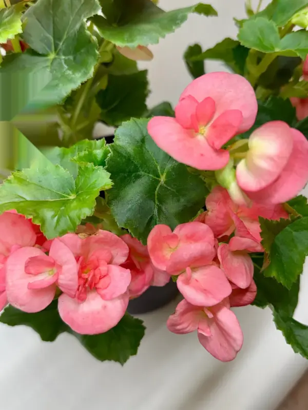 Begonia 'Reiger' White houseplant