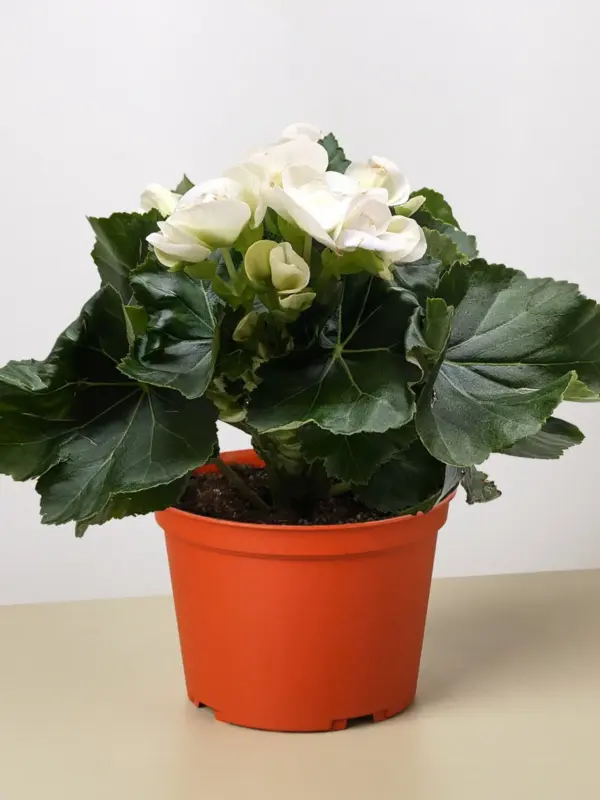 Begonia 'Reiger' White — additional view