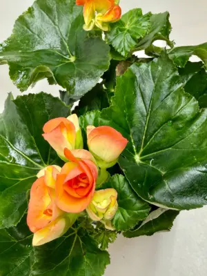 Begonia 'Reiger' Yellow — additional view