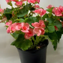 Begonia 'Reiger' Yellow — additional view