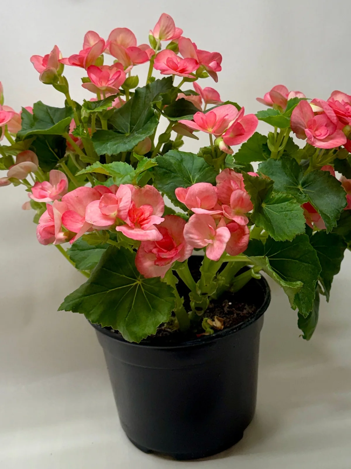 Begonia 