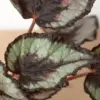 Begonia 'Rex' houseplant