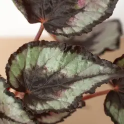Begonia 'Rex' houseplant