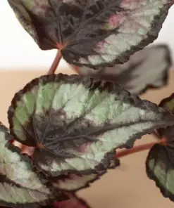 Begonia 'Rex' houseplant