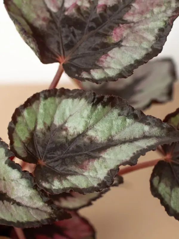 Begonia 'Rex' houseplant
