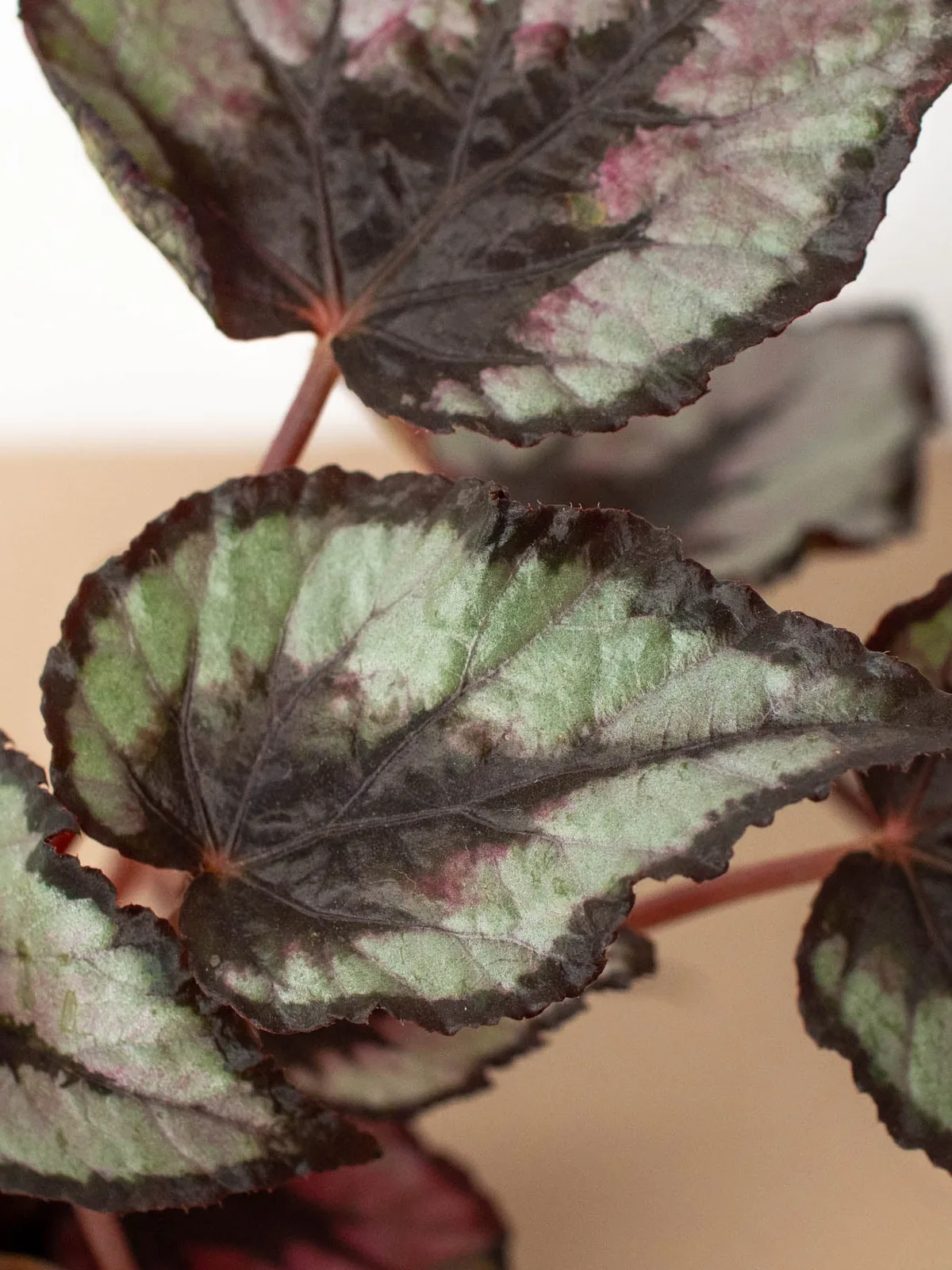 Begonia 
