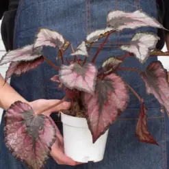 Begonia 'Rex' — additional view
