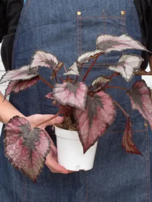 Begonia 'Rex' — additional view