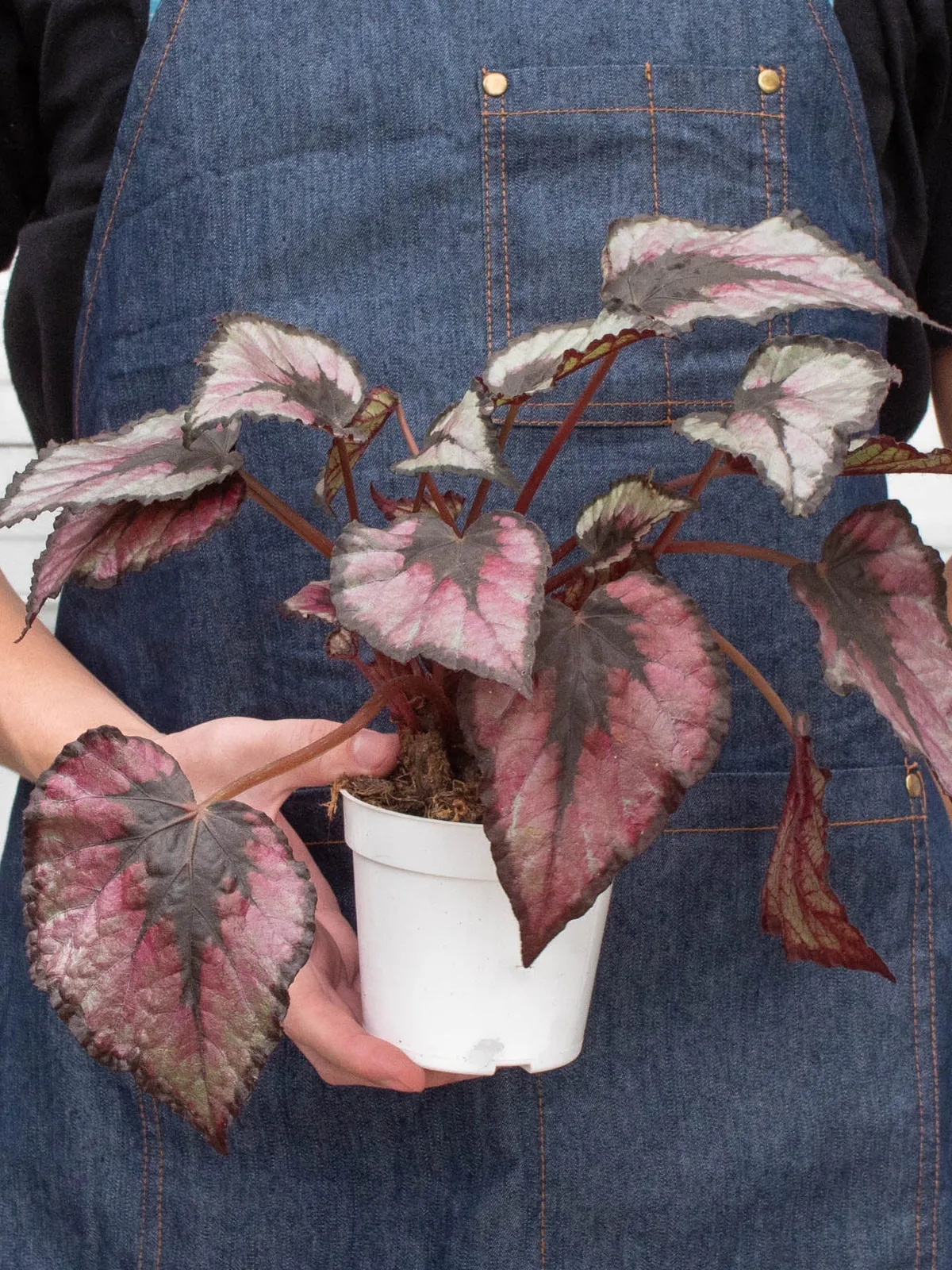 Begonia 
