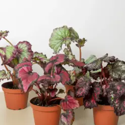Begonia 'Rex' — additional view