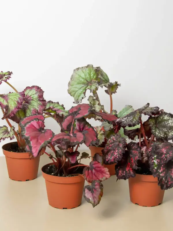Begonia 'Rex' — additional view