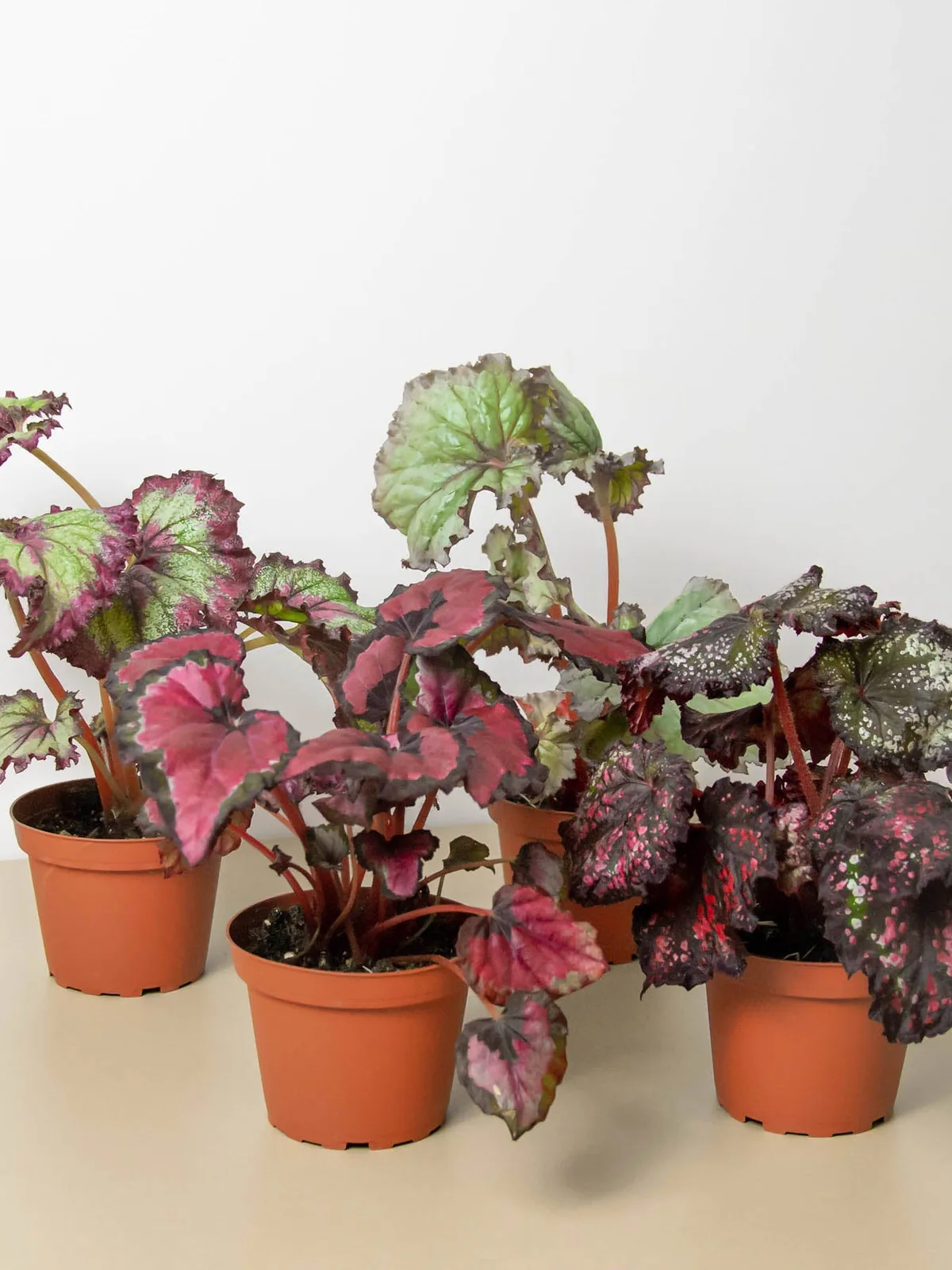 Begonia 
