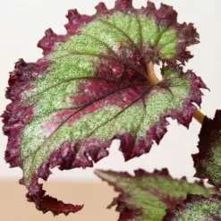 Begonia 'Rex' — additional view