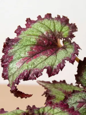 Begonia 'Rex' — additional view