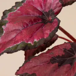 Begonia 'Rex' — additional view