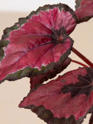 Begonia 'Rex' — additional view