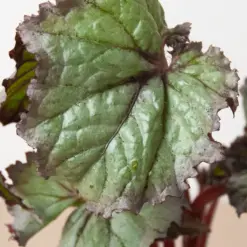 Begonia 'Rex' — additional view