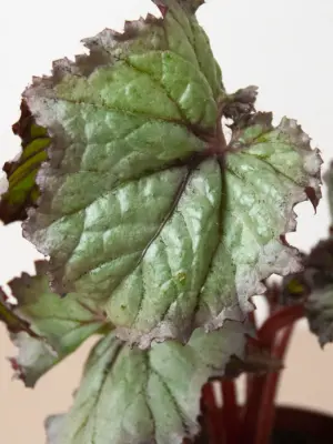 Begonia 'Rex' — additional view