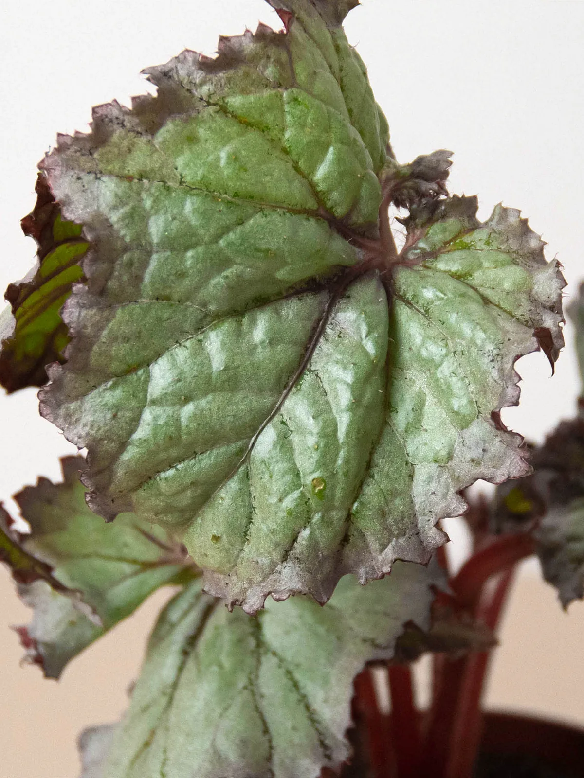 Begonia 