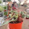 Begonia Rex Vine houseplant