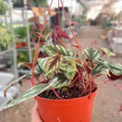Begonia Rex Vine houseplant