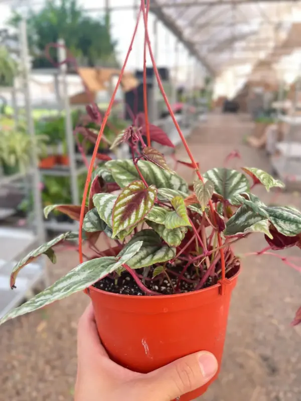 Begonia Rex Vine houseplant