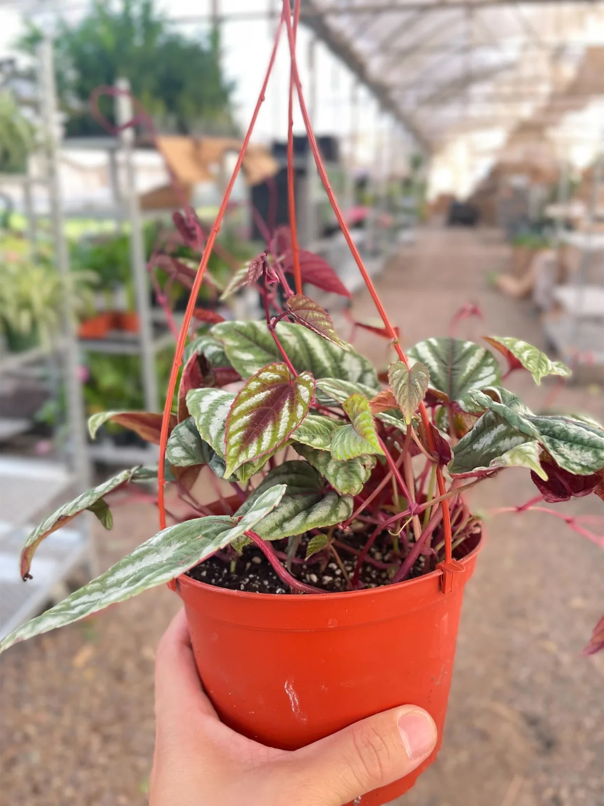 Begonia Rex Vine houseplant