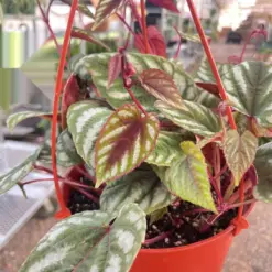 Begonia Rex Vine — additional view