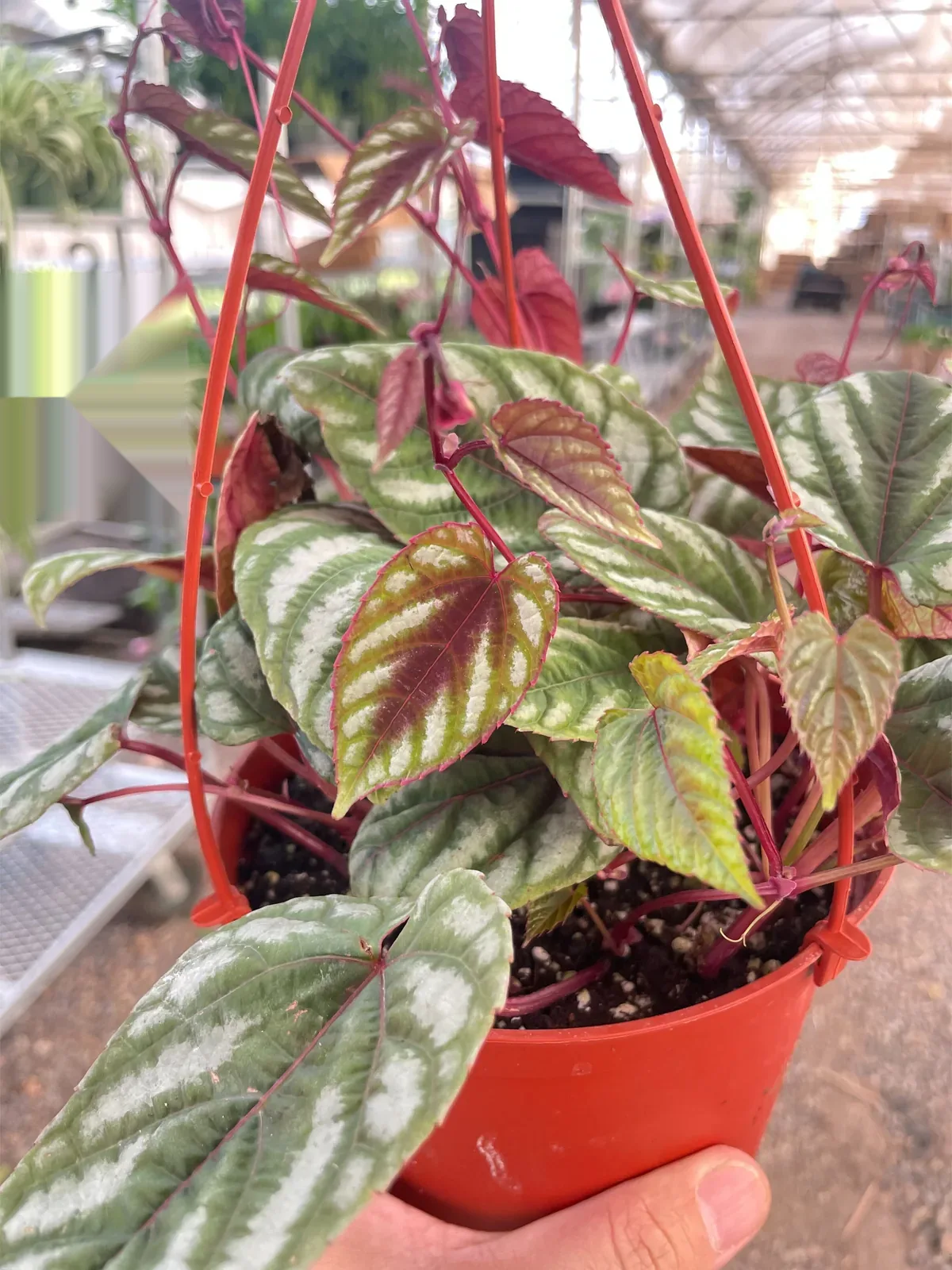Begonia Rex Vine — additional view