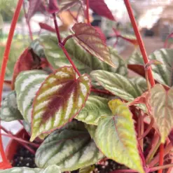 Begonia Rex Vine — additional view