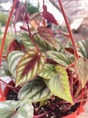 Begonia Rex Vine — additional view