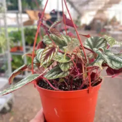 Begonia Rex Vine — additional view
