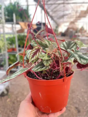 Begonia Rex Vine — additional view