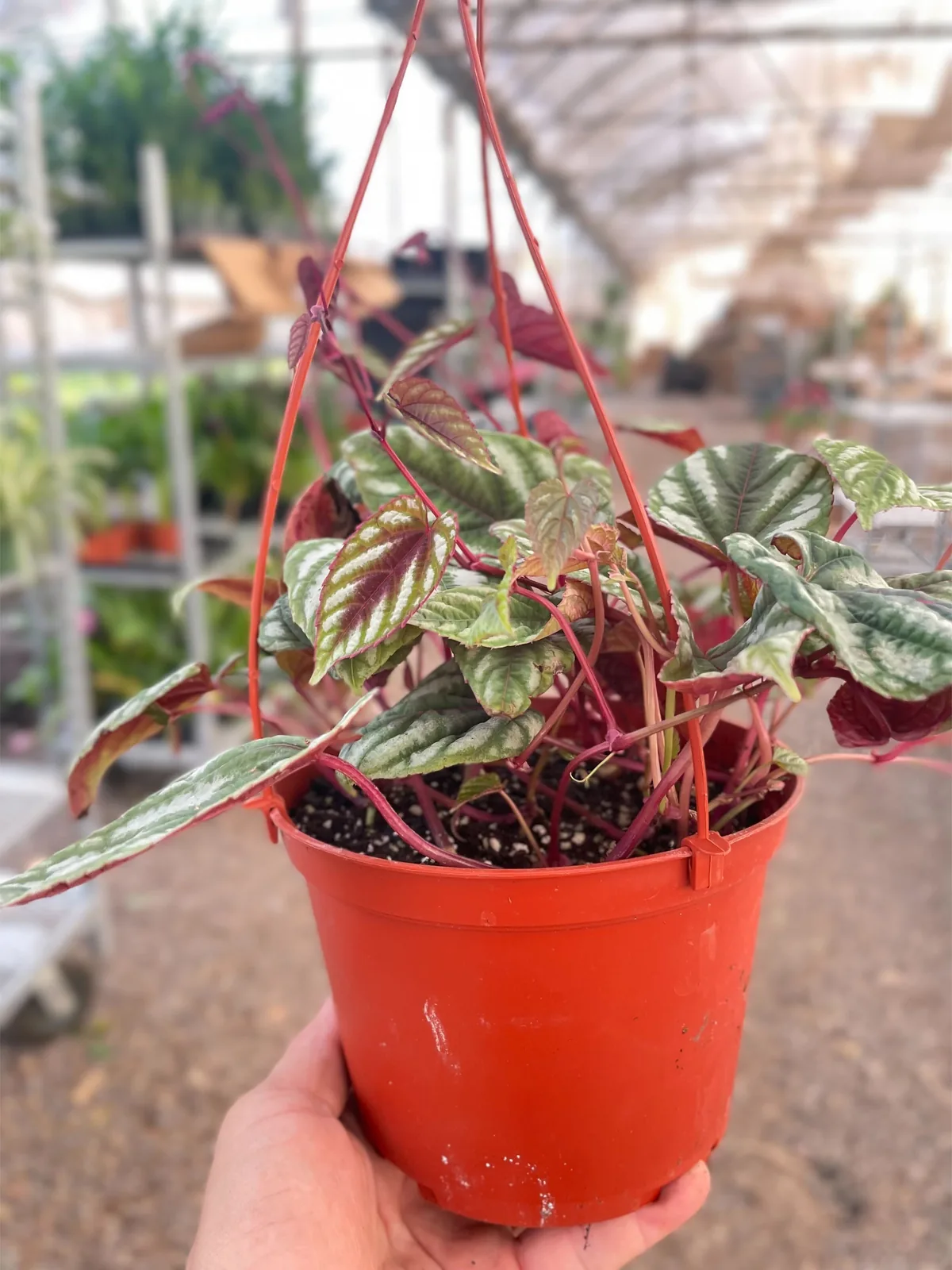 Begonia Rex Vine — additional view