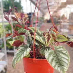 Begonia Rex Vine — additional view