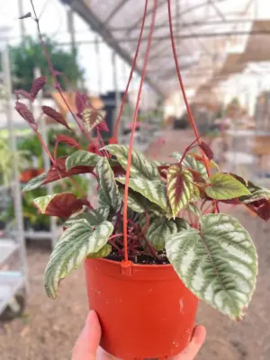 Begonia Rex Vine — additional view