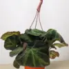 Begonia 'Soli Mutata' houseplant