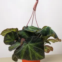 Begonia 'Soli Mutata' houseplant