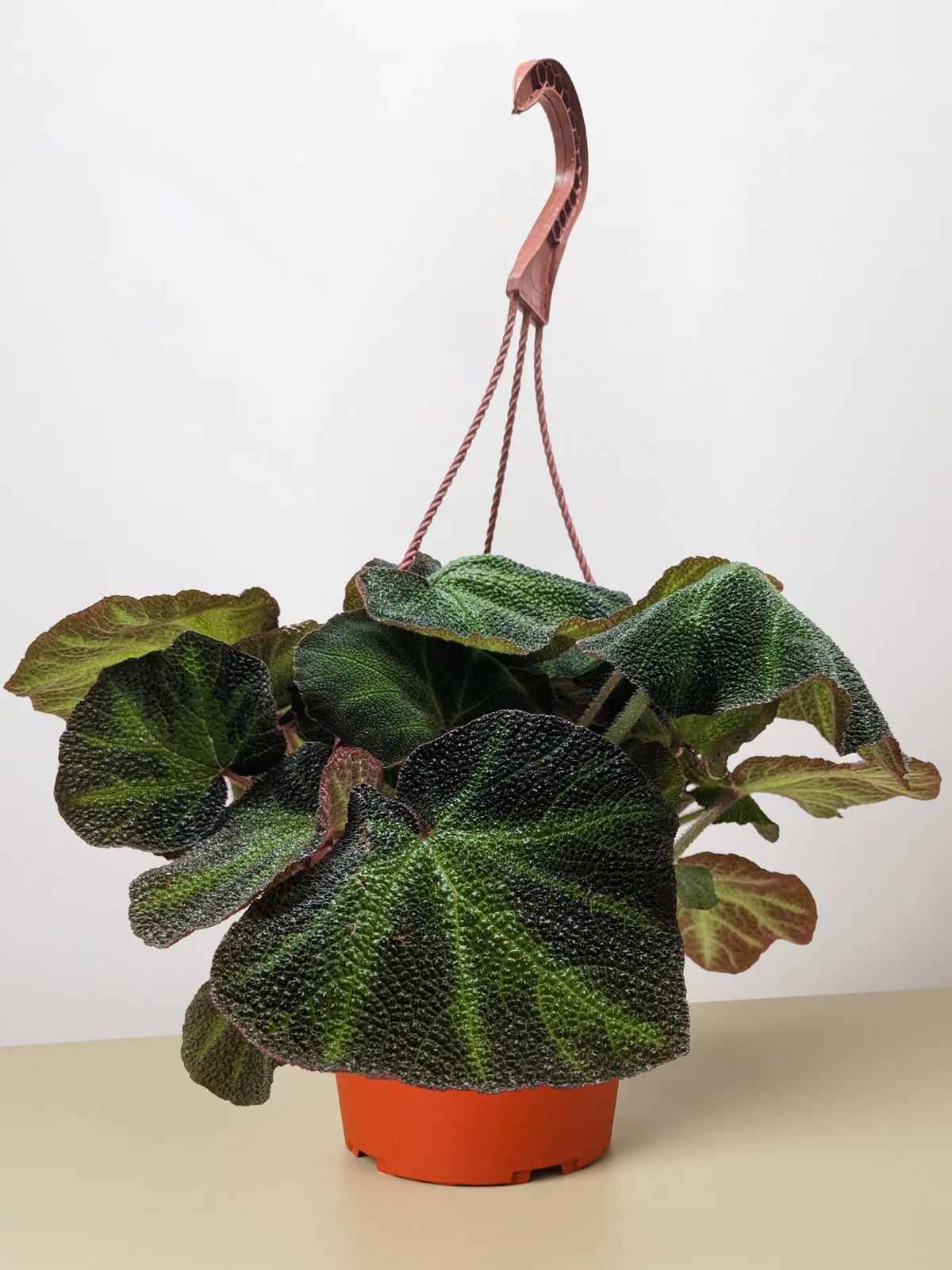 Begonia 