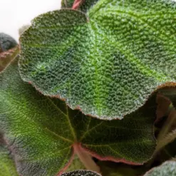 Begonia 'Soli Mutata' — additional view