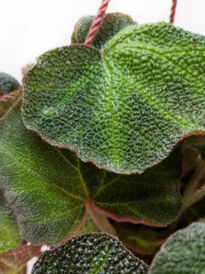 Begonia 'Soli Mutata' — additional view