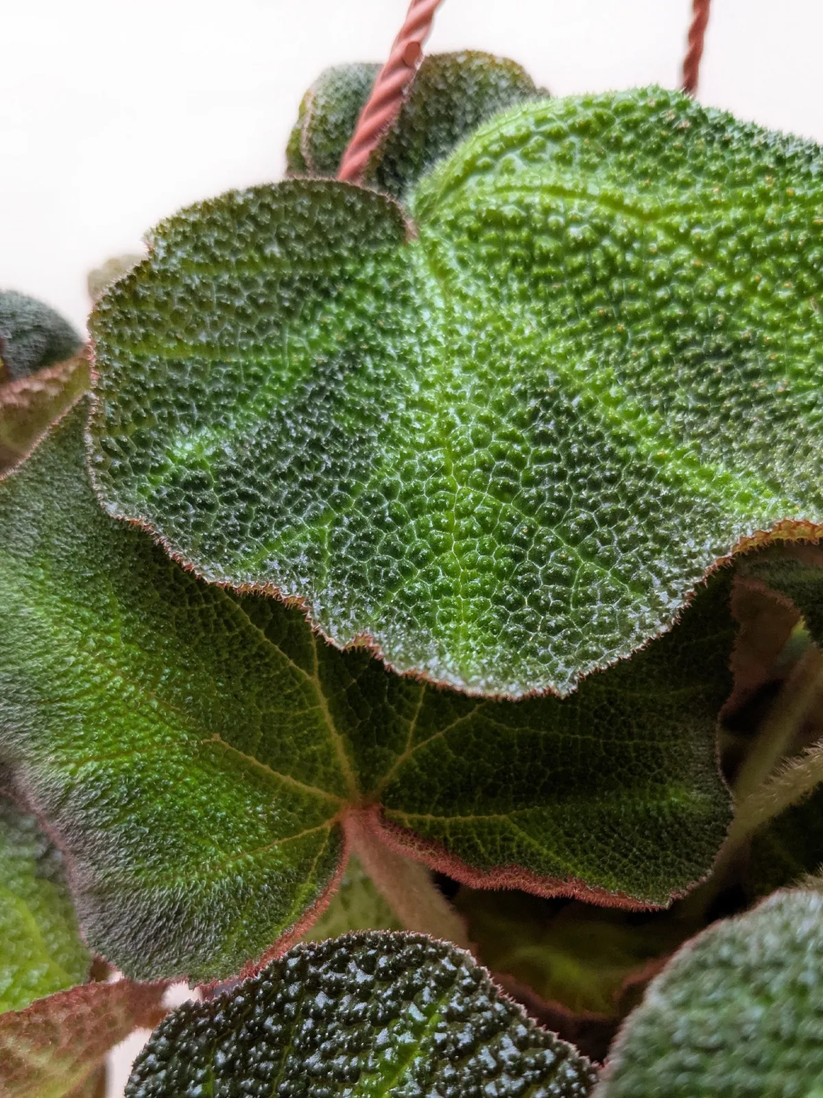 Begonia 