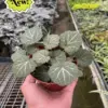 Begonia 'Strawberry' houseplant