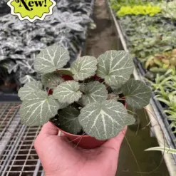 Begonia 'Strawberry' houseplant