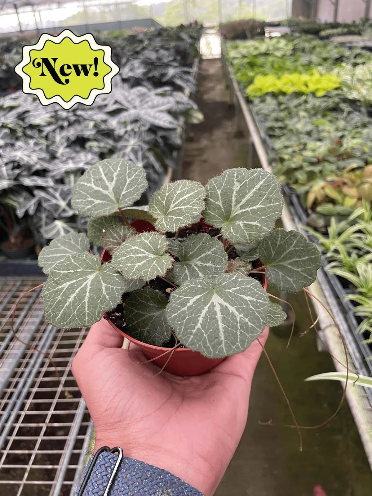 Begonia 