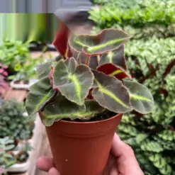 Begonia 'Striped' houseplant