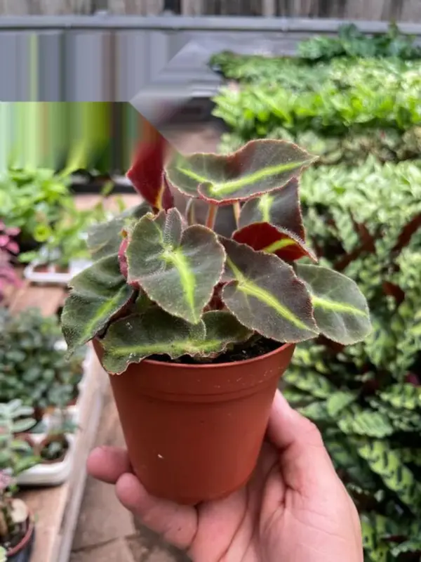 Begonia 'Striped' houseplant