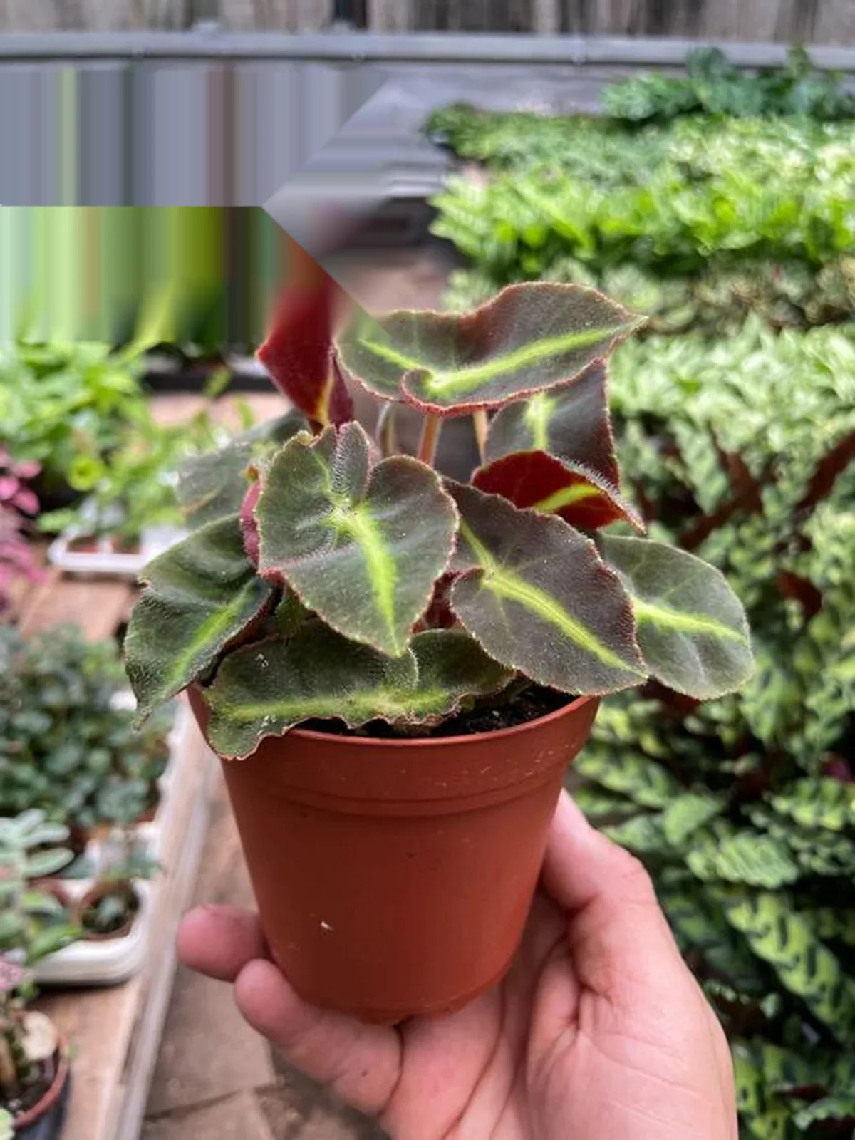 Begonia 