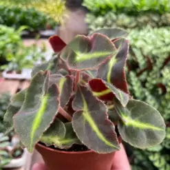 Begonia 'Striped' — additional view