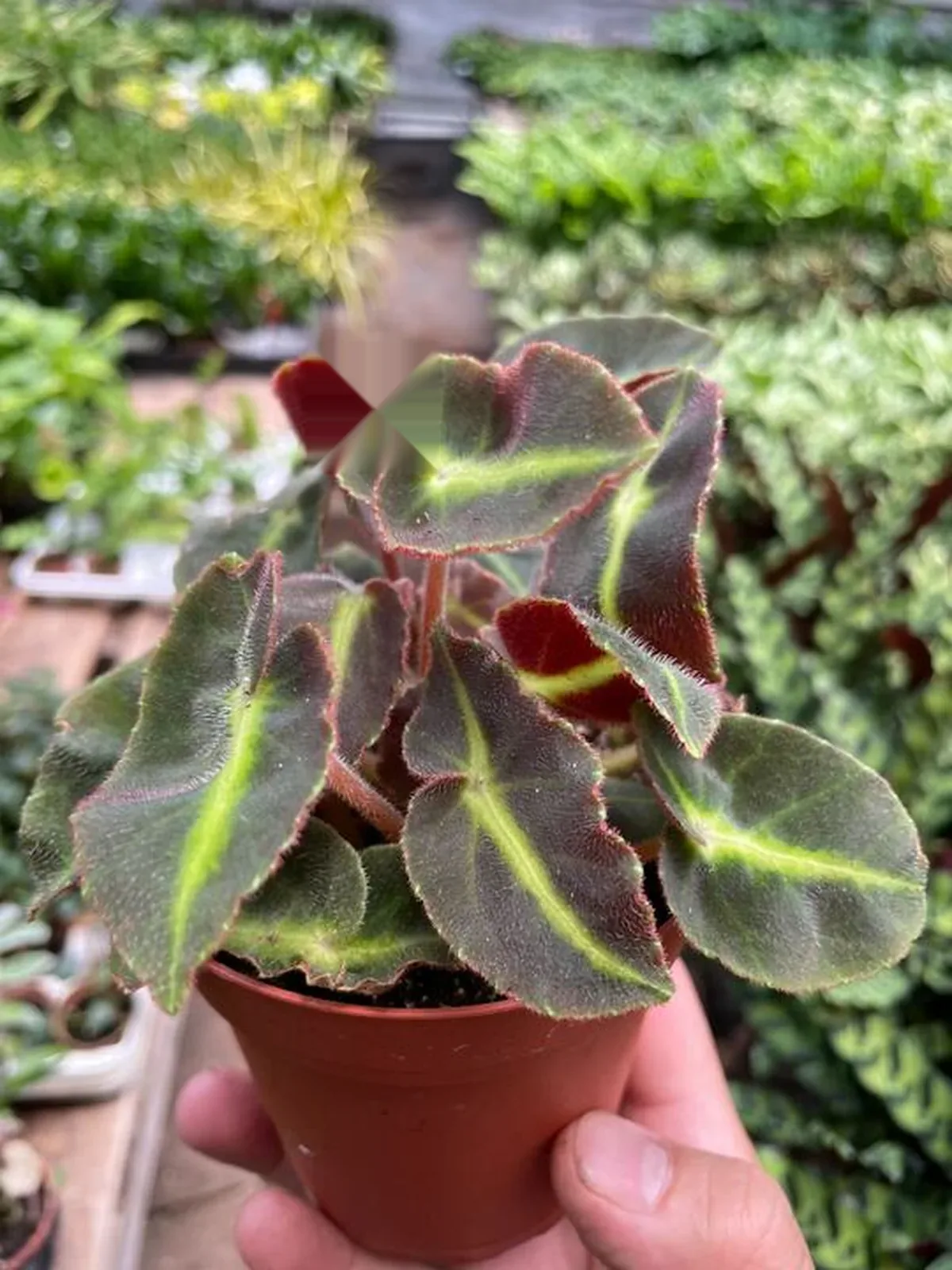 Begonia 